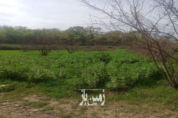 فروش باغچه ۵۰۰ متر کردکوی روستای چقر-1