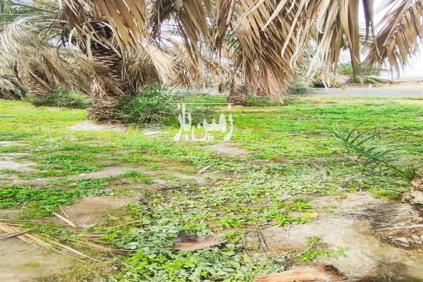زمین مسکونی در ناصر آباد حافظ ۴۵۰ متر-1