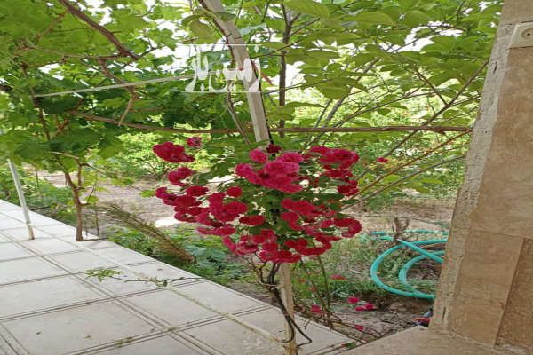 باغ در هفت باغ درختان میوه و گلهای تزئینی ۱۷۵۰ متر-1