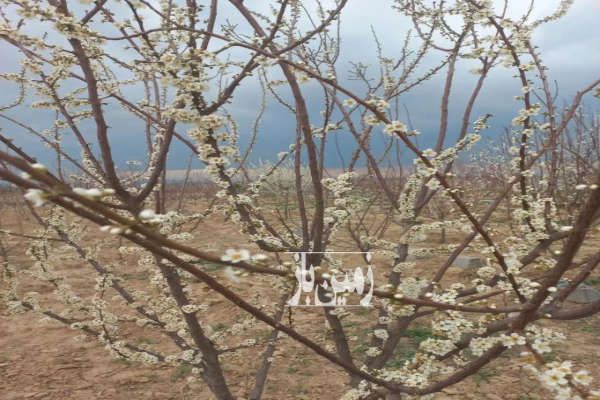 زمین ۱۰۰۰ متری مزروعی بخش ۷ چناران روستای آسیاب نصرآباد-1