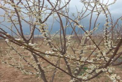 زمین ۱۰۰۰ متری مزروعی بخش ۷ چناران روستای آسیاب نصرآباد