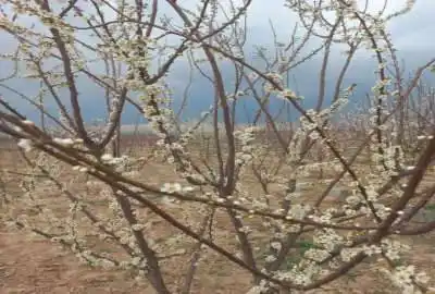 زمین ۱۰۰۰ متری مزروعی بخش ۷ چناران روستای آسیاب نصرآباد