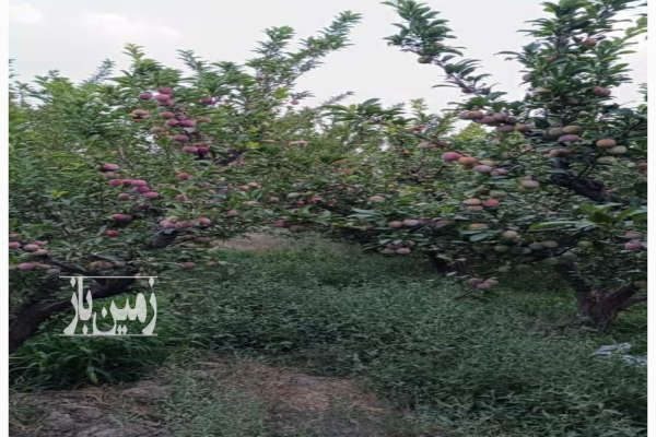 باغ میوه مثمر رامجین خ پامچال ۳۷۲ متر-1