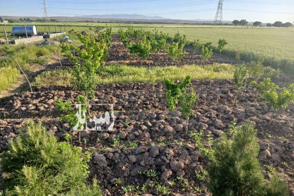 باغچه واقع در سهیلیه معاوضه با ماشین ۵۰۰ متر-3