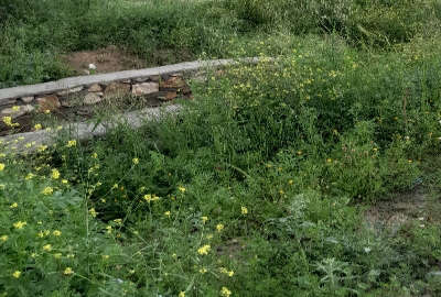 زمین طرح جوانی لردگان خیابان ۲۰ متری روبروی فضای سبز