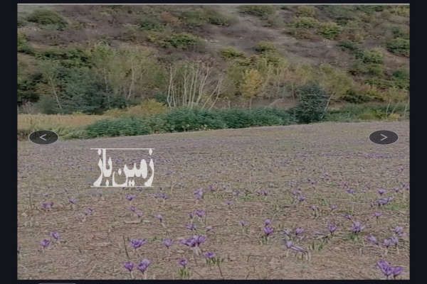 یک هکتار زمین زعفرانی مینودشت روستای زندان چال-1