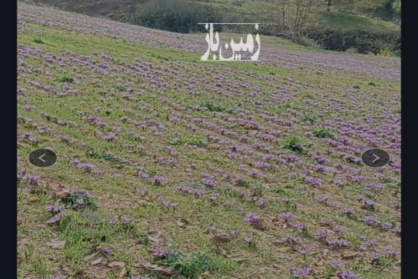 یک هکتار زمین زعفرانی مینودشت روستای زندان چال-2