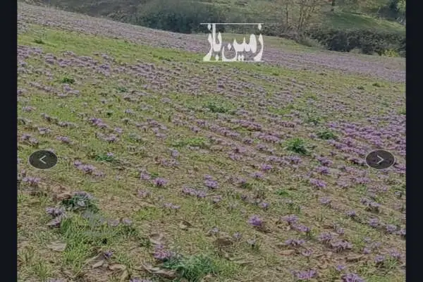 یک هکتار زمین زعفرانی مینودشت روستای زندان چال - تصویر 2