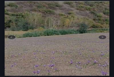 یک هکتار زمین زعفرانی مینودشت روستای زندان چال