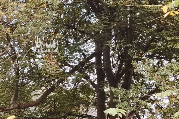 زمین چهار دیواری لشت نشا روستای آجی بوزایه ۴۰۸ متر-1