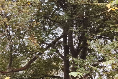 زمین چهار دیواری لشت نشا روستای آجی بوزایه ۴۰۸ متر