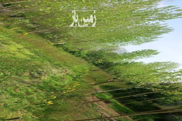 زمین مسکونی لاهیجان روستای سیاهگوراب بالا ۵۵۴ متر-3