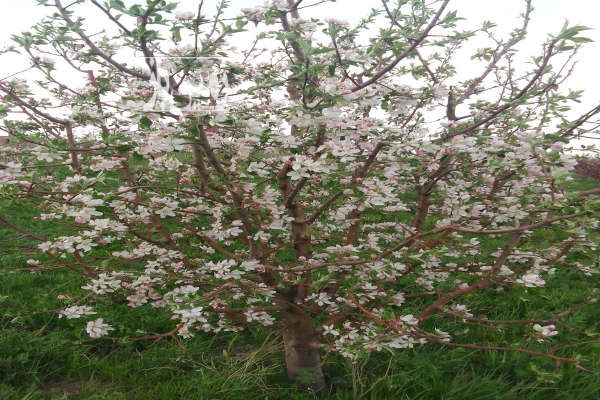 باغ انگور زردآلو سیب فرانسه روستای سرج ۳۶۰۰ متر-1