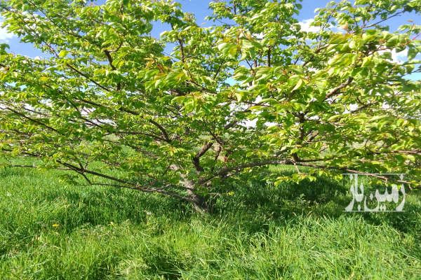 باغ انگور زردآلو سیب فرانسه روستای سرج ۳۶۰۰ متر-2