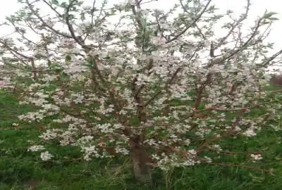 باغ انگور زردآلو سیب فرانسه روستای سرج ۳۶۰۰ متر