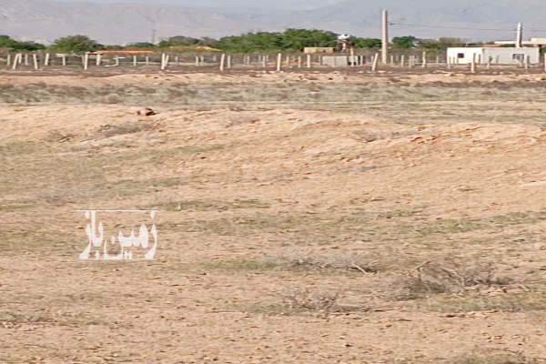 زمین کشاورزی و باغی نظراباد صالحیه ۲۱۰۰ متر-4
