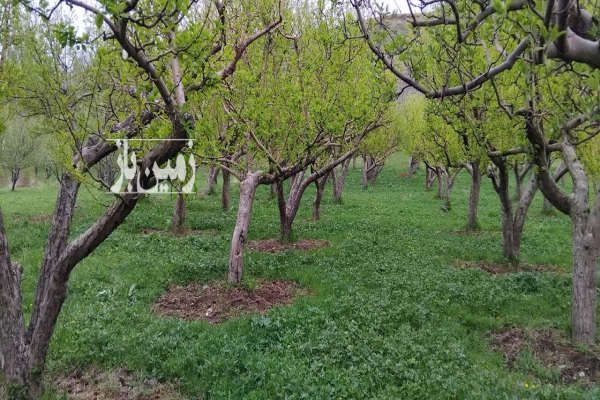باغ انواع سیب زرد وقرمز و گردو روستای نشلانده ۲۸۳۸ متر-1