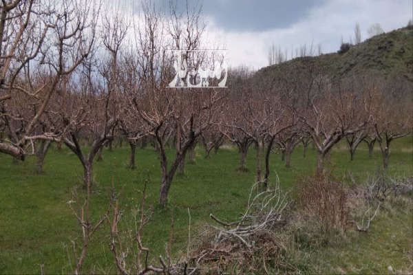 باغ انواع سیب زرد وقرمز و گردو روستای نشلانده ۲۸۳۸ متر-2