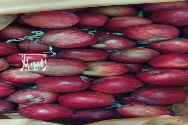 باغ انواع سیب زرد وقرمز و گردو روستای نشلانده ۲۸۳۸ متر - تصویر 4