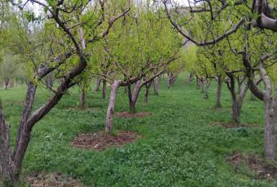 باغ انواع سیب زرد وقرمز و گردو روستای نشلانده ۲۸۳۸ متر