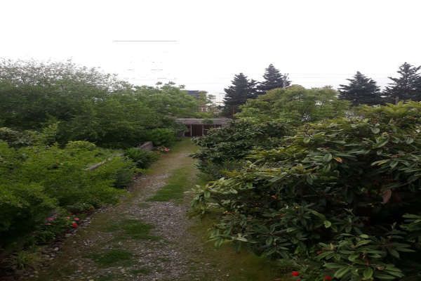 باغ ۷۰۶متری در شهر چالوس بر خیابان اصلی-3