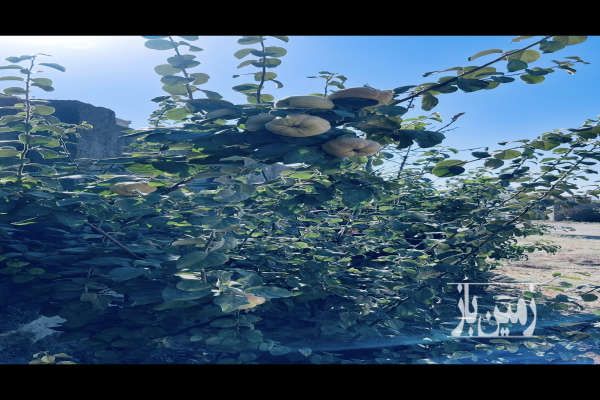 زمين مناسب با ويو عالى مهراباد چشمه ها ۴۲۰ متر-4