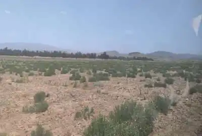 زمین کشاورزی میانده بعد از نصیر آباد میونده پوزه گر ۵ هکتار