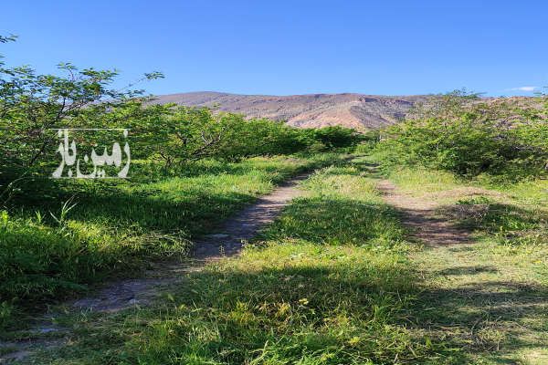 باغ آماده سرسبز در سیه رود ۵۰۰۰ متر-2