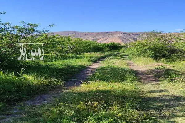 باغ آماده سرسبز در سیه رود ۵۰۰۰ متر - تصویر 2