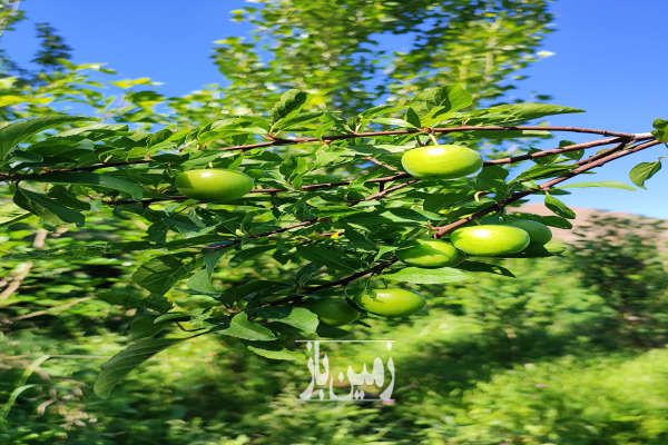 باغ آماده سرسبز در سیه رود ۵۰۰۰ متر-3