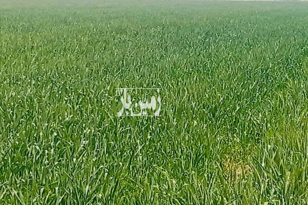 زمین کشاورزی بین کوه سبز و قاسم آباد ۷۰۰۰ متر-1