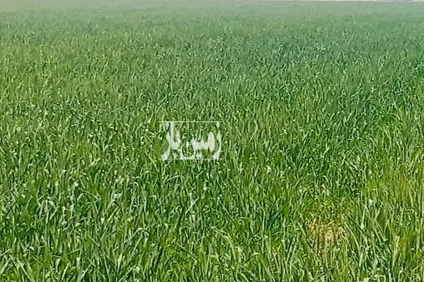 زمین کشاورزی بین کوه سبز و قاسم آباد - تصویر 1