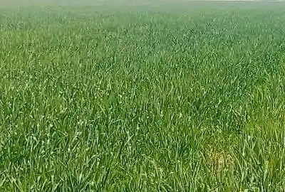 زمین کشاورزی بین کوه سبز و قاسم آباد ۷۰۰۰ متر