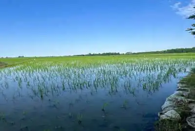 زمین کشاورزی واقع در محمودآباد روستای بونده ۶۰۰۰ متر