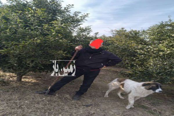 باغ تامسون واقع در سوادکوه مهدی اباد ۱۸۰۰ متر-1