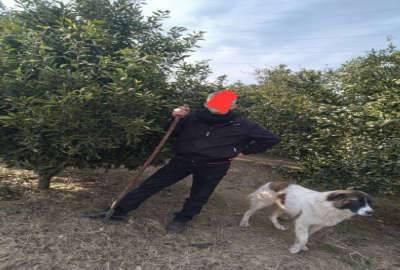 باغ تامسون واقع در سوادکوه مهدی اباد ۱۸۰۰ متر