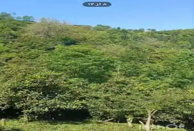 زمین با ویو عالی رحیم آباد اشکورات ۳۰۰ متر