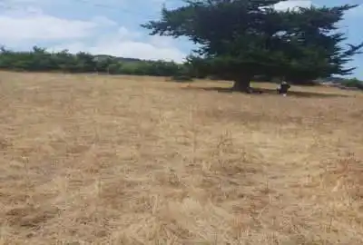 زمین در جمشیدآباد مسکونی زراعی آماده سند ۱۴۴۰۰ متر