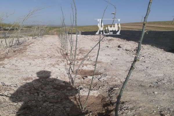 باغ ۵۰۰ متری با آب بستان آباد ورودی روستای جانبهان-4