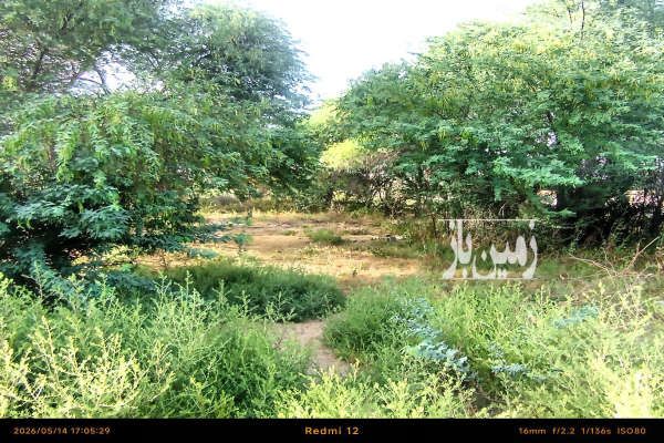 دور تا دور زمین درخت نخل و کور ۸۳۸ متر-3