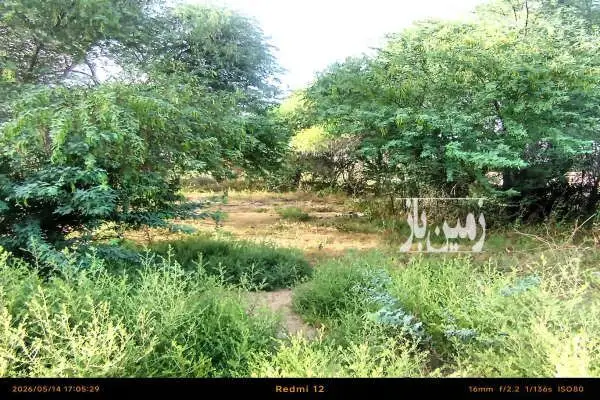 دور تا دور زمین درخت نخل و کور ۸۳۸ متر - تصویر 3