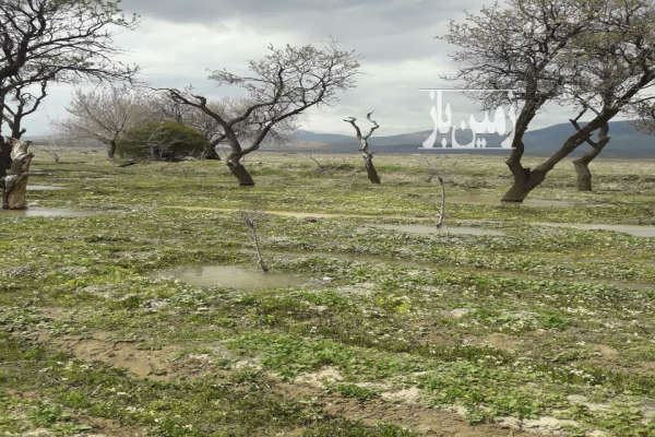 یک قطعه زمین کشاورزی در روستای امیرزکریا ۱۰۰۰ متر-1
