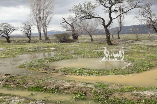 یک قطعه زمین کشاورزی در روستای امیرزکریا ۱۰۰۰ متر-3