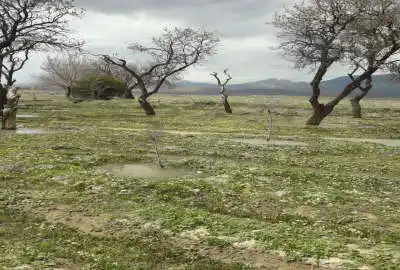 یک قطعه زمین کشاورزی در روستای امیرزکریا ۱۰۰۰ متر