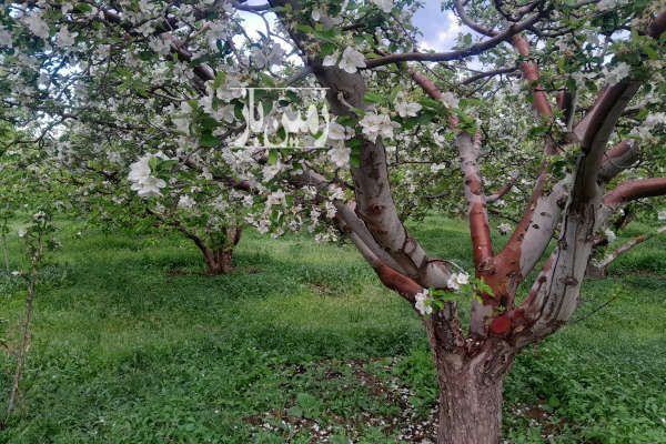 باغچه شهرکی سند قعطی روستای جابان بزرگ ۲۵۰ متر-1