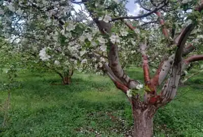 باغچه شهرکی سند قعطی روستای جابان بزرگ ۲۵۰ متر