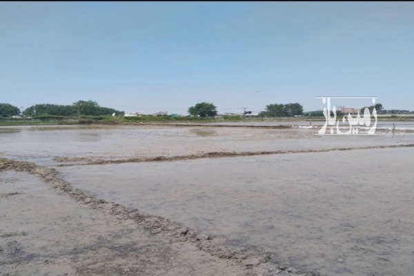 زمین در گرجی کلا ۴۲۰ متر-2