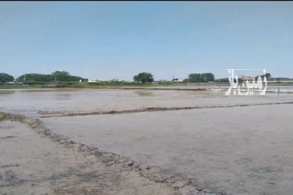 زمین در گرجی کلا ۴۲۰ متر - تصویر 2