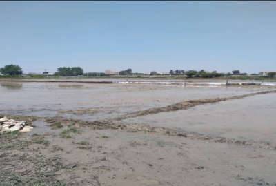 زمین در گرجی کلا ۴۲۰ متر