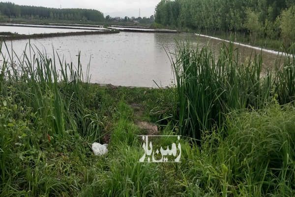 زمین کشاورزی صومعه سرا روستای شارم ۶۳۴۰ متر-1